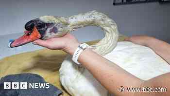 Beaten-up swan that was shot in face ‘recovering’