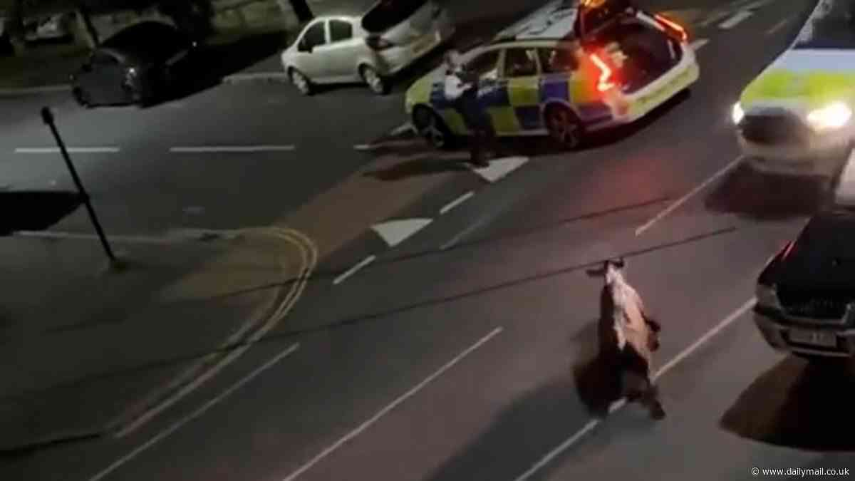 James Cleverly blasts 'heavy handed' police officers after shocking video emerges of cops ramming a runaway cow with a squad car causing a huge cut to its leg before trapping it beneath the vehicle