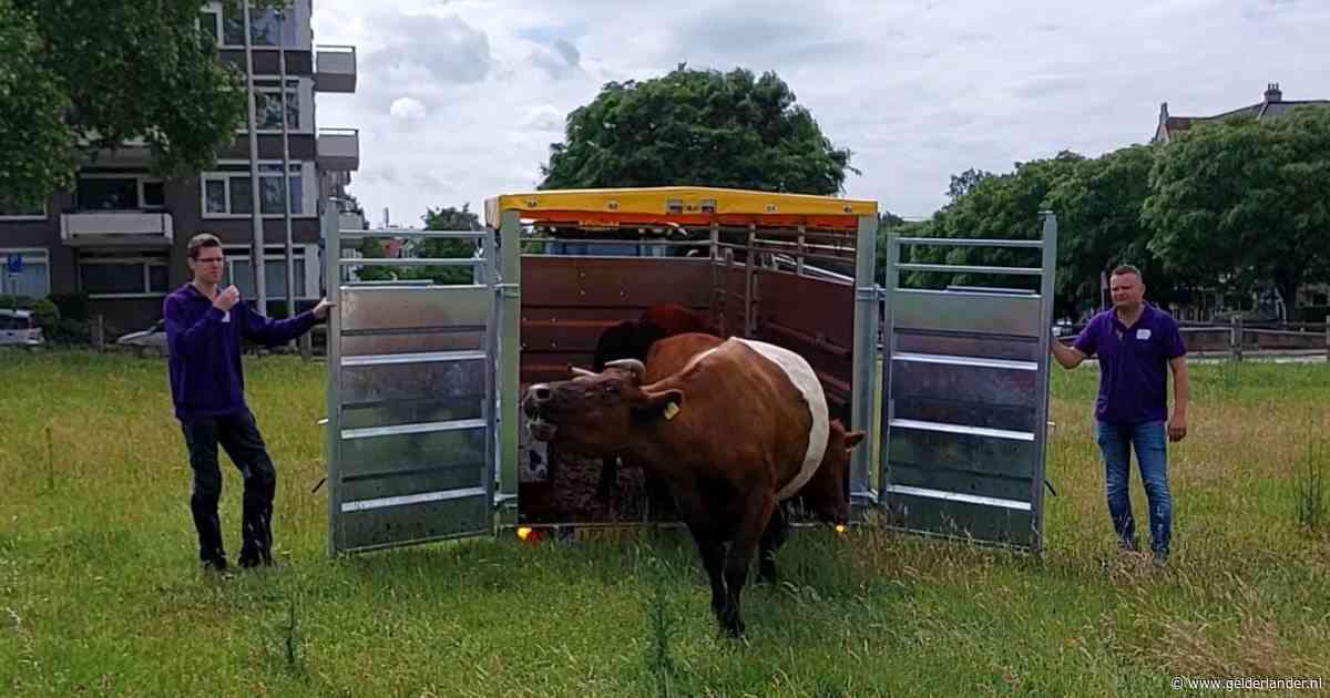 Vrolijke video: de koeien mochten weer de Sonsbeekweide in Arnhem in