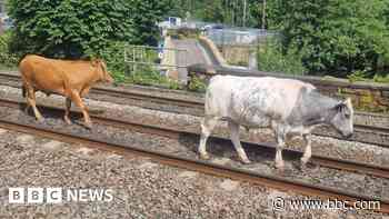 Train delayed due to 'co-moo-ter' cows on line