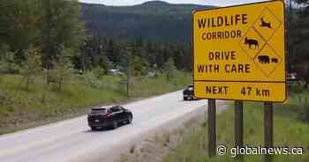 Tragic bear deaths have B.C. urging motorists to drive safely, be aware of wildlife