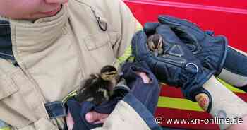 Bremerhaven: Feuerwehr rettet Entenfamilie aus Abwasserkanal