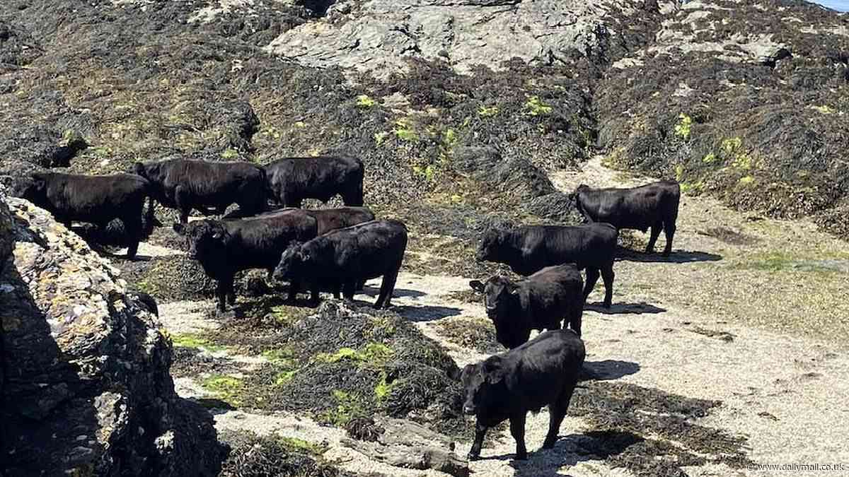 Moo-ve over!: Herd of black cows invade small Anglesey beach to the dismay of holidaymakers