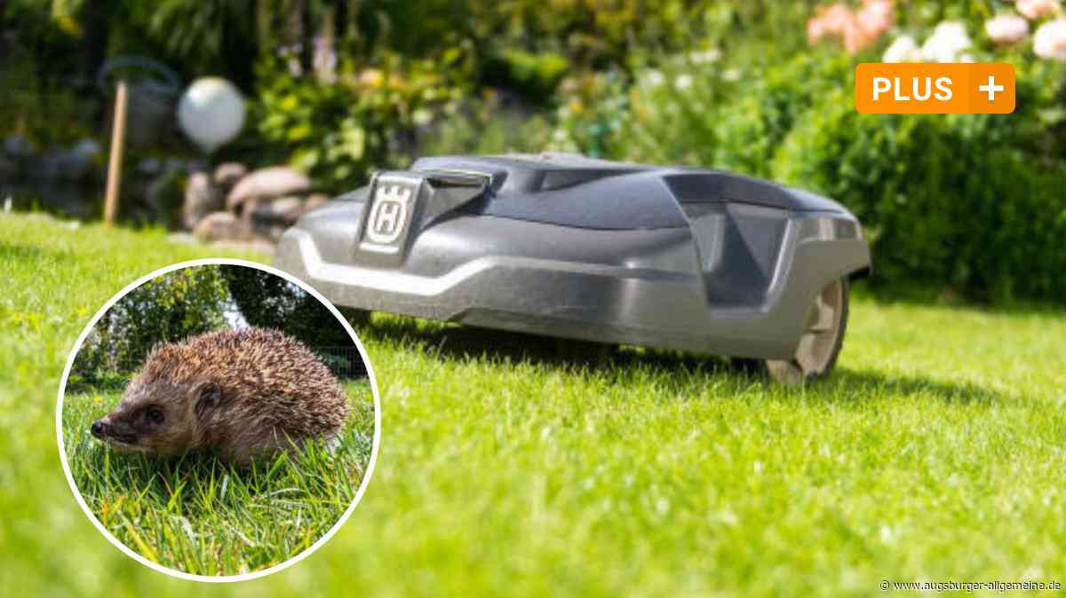 Gefahr im Garten: Mähroboter als tödliche Bedrohung für Igel
