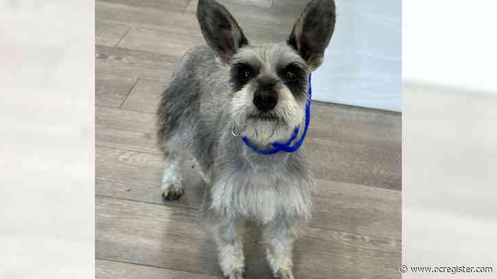 Dig those ears – and this really sweet mini Schnauzer, Bunny