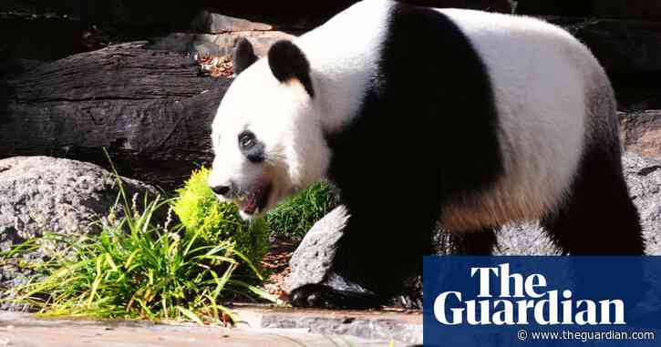 Farewell Fu Ni and Wang Wang: is Australia about to meet a new panda duo?