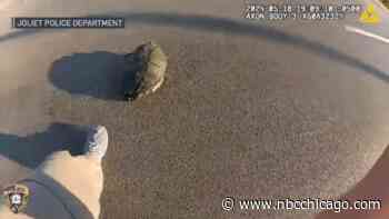 Body camera video shows Joliet police officer help snapping turtle cross street safely