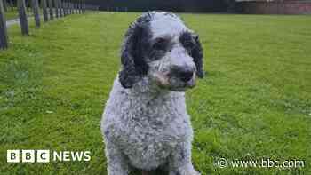 Missing dog found thanks to radio appeal