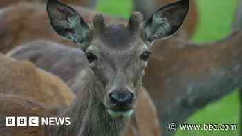 School serves 'Bambi burgers' from own deer farm