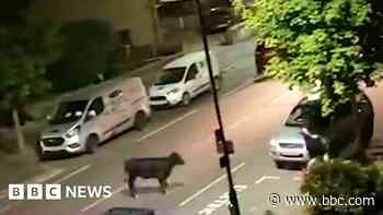 Calls for investigation after police car rams loose cow twice