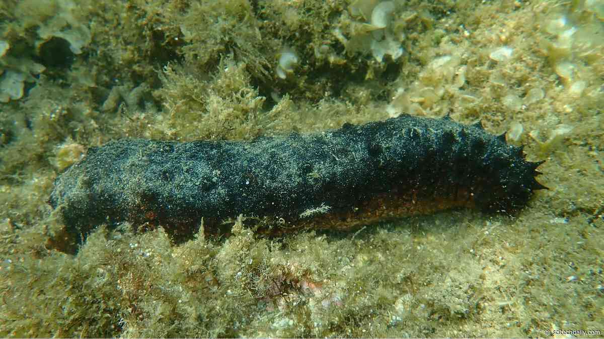 The Sea Cucumber: Nature’s Answer to Modern Medical Challenges