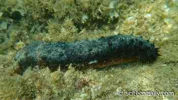 The Sea Cucumber: Nature’s Answer to Modern Medical Challenges