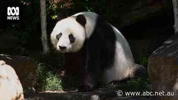 New pair of pandas for Adelaide Zoo as Wang Wang and Fu Ni set to return to China