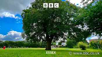 Thundersley could lose 150-year-old tree