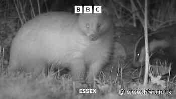 Rare blonde badger is spotted in Essex countryside