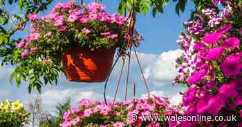 Plant expert explains how to create hanging baskets to thrive all summer