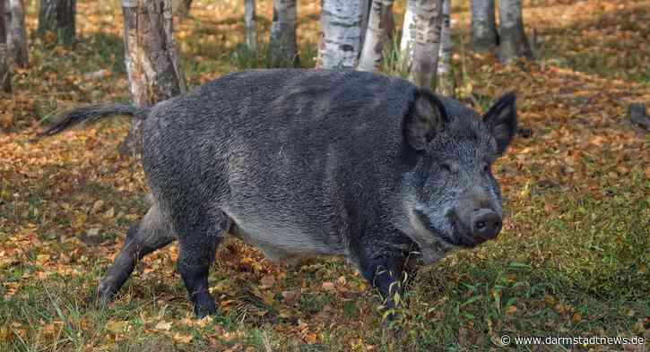 Erstmals ein Fall von Afrikanischer Schweinepest (ASP) in Hessen