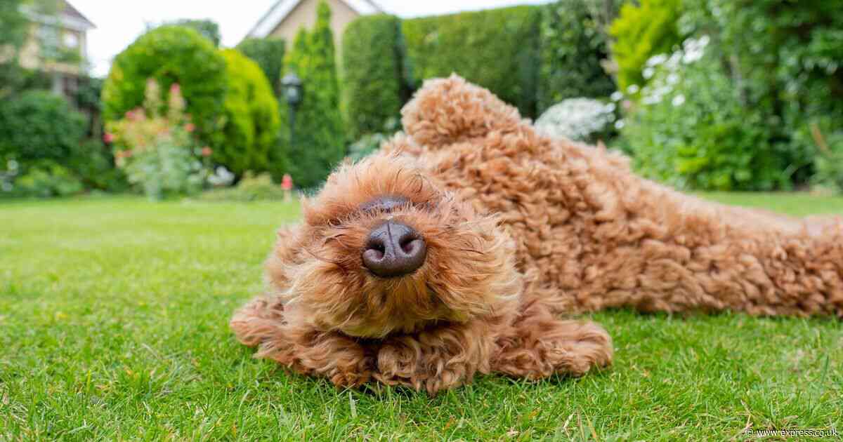 UK pet owners warned one garden item could cause serious danger to animals