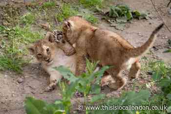 London Zoo names three Asiatic lion cubs this Father's Day