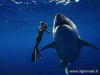 Ocean Ramsey, la sirena che incanta gli squali bianchi 