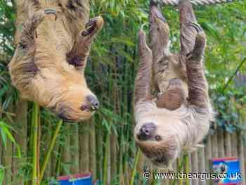 Sussex zoo keepers praise sloth dad as baby reaches milestone