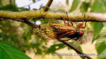 Get ready for the strange next phase of the cicada invasion