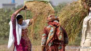 Pakistan rice exports hit record following Indian sales ban