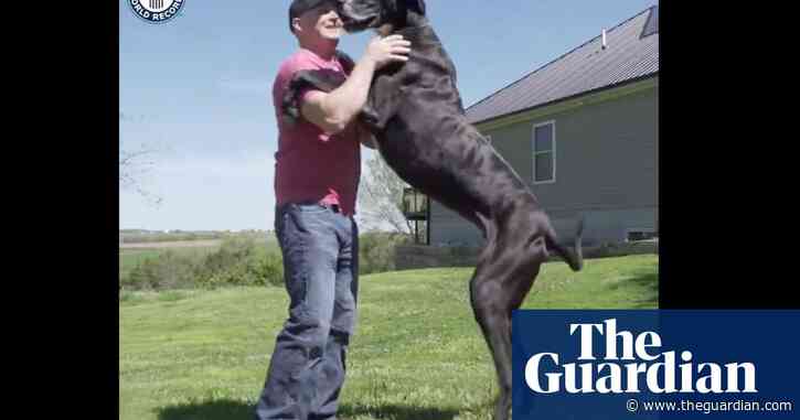 The world’s tallest dog is an adorable scaredy cat, his owners say