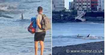 Gran Canaria beach shut after massive seven-foot shark spotted lurking in waters