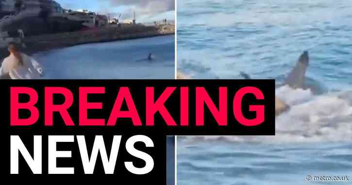 Beachgoers scream after seven foot shark found swimming near British tourist hotspot