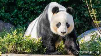 China zegt Australië twee nieuwe reuzenpanda's toe, teken dat relatie verbetert