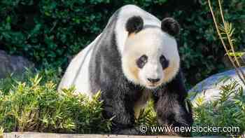 China zegt Australi&euml; twee nieuwe reuzenpanda's toe, teken dat relatie verbetert