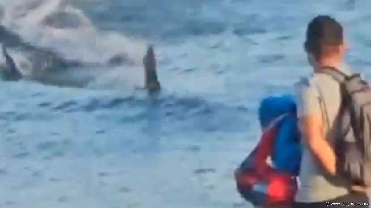 Terrifying moment 7ft shark swims at speed towards Gran Canaria shore - with beach forced to close to bathing after sparking fear among tourists and locals