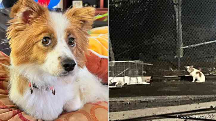 Missing dog in Virginia captured after 6 months on the run: 'Almost lost hope'