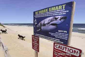 New signs warning of great white sharks in the works for some East Coast beaches