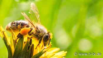 "Der Stich der Biene": Was tun, wenn alles auseinanderfällt?
