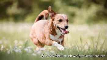 Braunschweig: Mischlingsdame Pippa sucht Hunde-Freund bei Familie