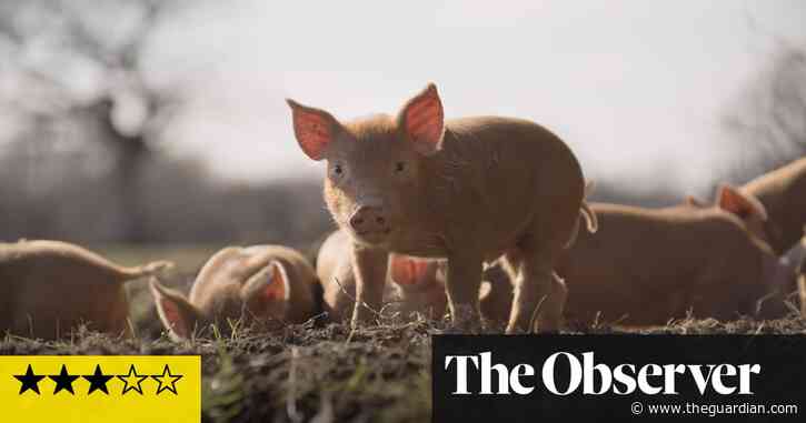 Wilding review – a biodiversity success story in West Sussex