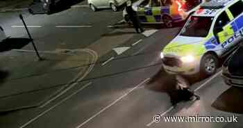 Cow ploughed into by police car was 'very scared' and 'no harm' with unseen video