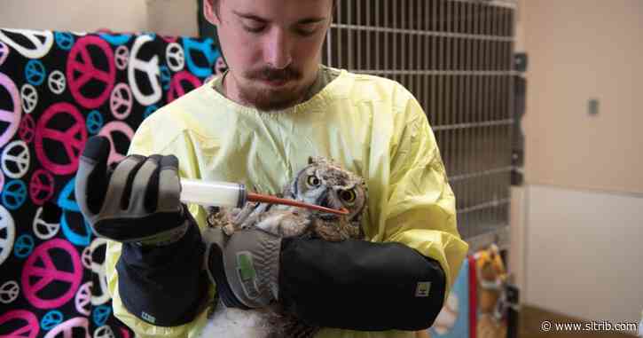 ‘Does my heart good’: A peek into wildlife rehabilitation in Southern Utah