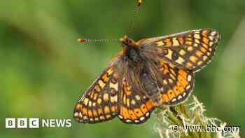 Rare butterfly species reintroduced to Wales