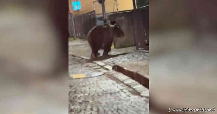 Trentino, orso si aggira per le vie di Malé alle 2 di notte: il video