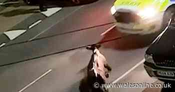 Footage shows police officers ramming escaped cow with a car