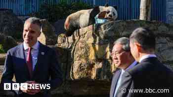 Beijing offers pandas as ties with Australia thaw