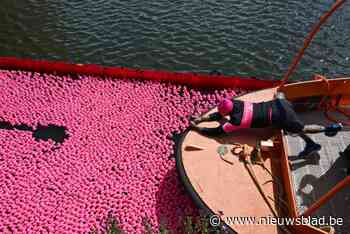 Twintigduizend roze eendjes ‘racen’ aan het MAS: “Strijd tegen borstkanker onder de aandacht brengen”