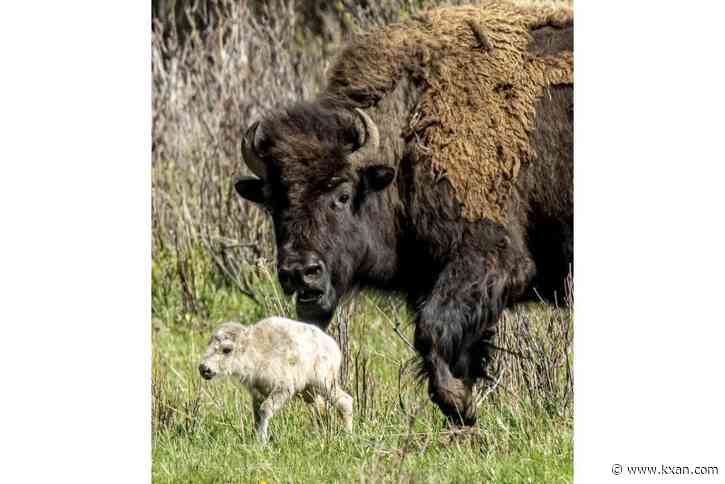 Rare white buffalo reported in Yellowstone National Park