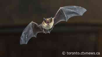 York Region confirms first 2024 case of rabies after infected bat found in Whitchurch-Stouffville