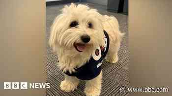 ‘Wellbeing’ dog joins police team