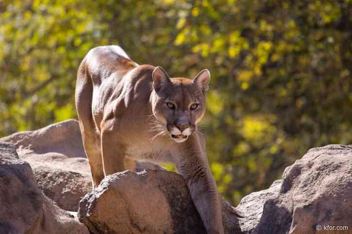 Mountain lion found dead less than a mile from wildlife crossing construction site 