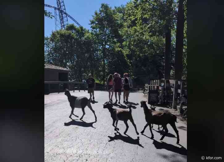 VIDEO: Goats on the loose at Ohio amusement park, days after camels escape